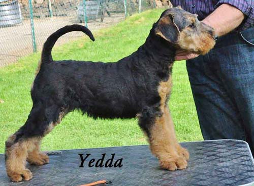 Airedale Terrier Hündin Yedda von Haus Schirmer